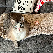 Prince joined the competition — help win amazing prizes! cat, blue_eyes, fluffy_blanket, gray_couch, pillow, text_overlay, reserved_for_the_dog, indoor, living_room, heart_pattern_blanket, plush, pet, feline, resting, cozy, decor, table, figurine, carpet, relaxed