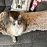 cat, blue_eyes, fluffy_blanket, gray_couch, pillow, text_overlay, reserved_for_the_dog, indoor, living_room, heart_pattern_blanket, plush, pet, feline, resting, cozy, decor, table, figurine, carpet, relaxed