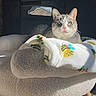 cat, blue_eyes, pet_bed, blanket, bee_pattern, indoor, sunlight, shadow, cozy, furniture, carpet, relaxed, animal, feline, cute, resting, soft_texture, warm_light, domestic, comfortable