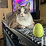 cat, blue_eyes, furniture, decorative_egg, tv_screen, indoor, patterned_cloth, close_up, animal, pet, relaxed, tabletop, ornament, living_room, domestic, cozy, colorful, portrait, whiskers, resting