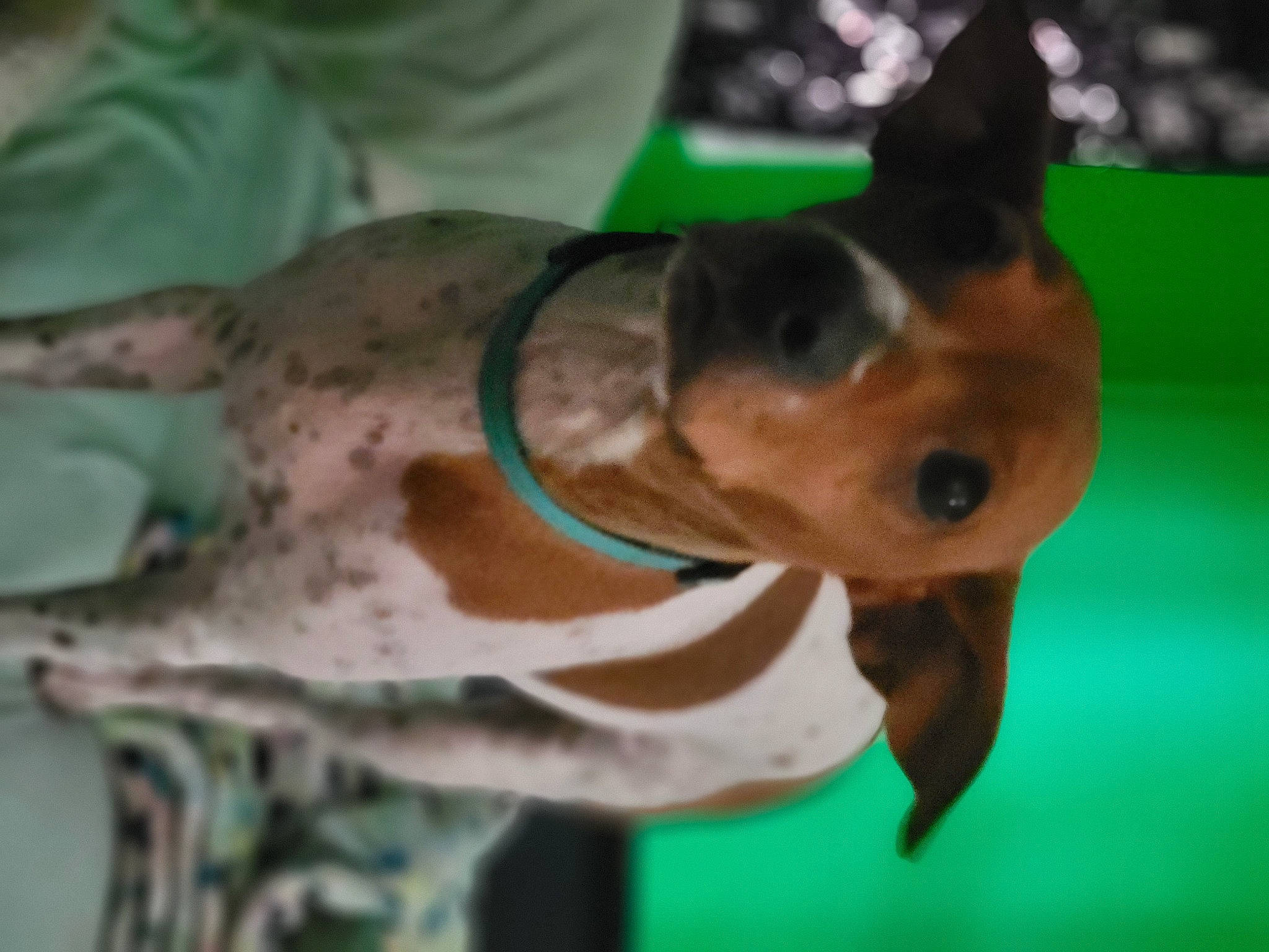 Mandy joined the competition — help win amazing prizes! canidae, carnivore, collar, companion_dog, dog, dog_breed, dog_clothes, dog_collar, dog_supply, ear, fashion_accessory, fawn, guard_dog, hound, scent_hound, snout, sporting_group, whiskers, working_animal, working_dog