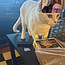 Spike joined the competition — help win amazing prizes! animal, brick_wall, cat, checkered_floor, cream_cat, curious, face, feline, furniture, glasses, home, indoor, living_room, ornate_ceiling, package, person, pet, standing, table, video_call