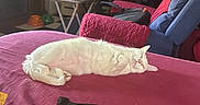 Spike is registered to the contest to win money with this photo: animal, bed, belly_up, cap, cat, chair, cozy, fluffy, furniture, home, indoor, living_room, lying_down, pet, pink_blanket, relaxed, remote_control, sleeping, television, white_cat