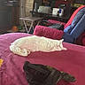 cat, white_cat, sleeping, lying_down, relaxed, indoor, bed, pink_blanket, fluffy, pet, animal, belly_up, home, living_room, furniture, television, chair, cap, remote_control, cozy