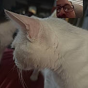 Spike is registered to the contest to win money with this photo: animal, blinds, cat, close_up, closed_eyes, couch, ears, fluffy, glasses, home, human, indoor, pet, portrait, sleepy, video_call, whiskers, white_cat, white_fur, window