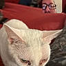 Spike is registered to the contest to win money with this photo: animal, brick_wall, cat, close_up, ears, face, furniture, glasses, human, indoors, living_room, pet, photography, portrait, red_couch, video_call, whiskers, white_cat, window, yellow_eyes