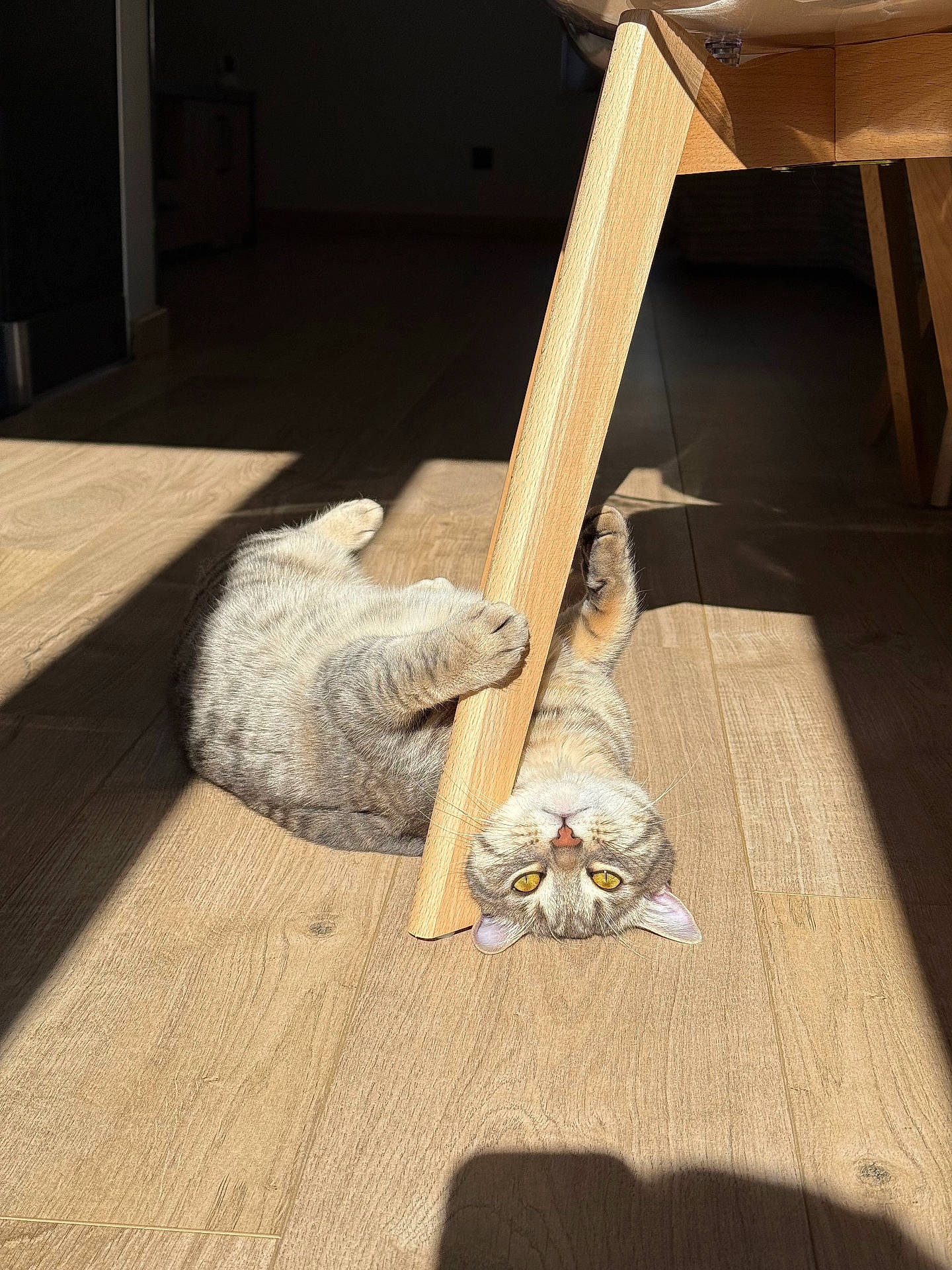 Sky a rejoint le concours — aidez-le/la à gagner de superbes lots ! abyssinian, animal, architecture, cat, chair, desk, diningtable, furniture, hardwood, indoors, interiordesign, kitten, manx, person, pet, plywood, sleeping, stainedwood, table, wood