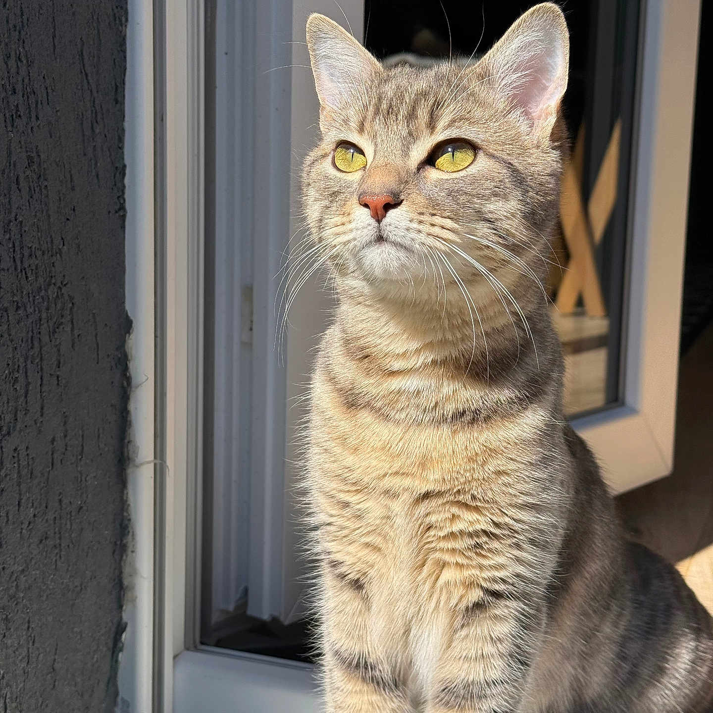 Sky participe au concours pour gagner de l'argent avec cette photo : abyssinian, animal, cat, egyptiancat, kitten, manx, pet, window, windowsill