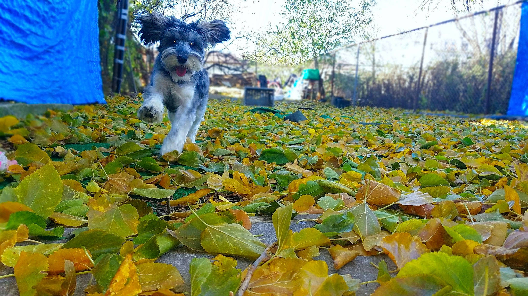Amy is registered to the contest to win money with this photo: australian_cattle_dog, autumn, canidae, carnivore, companion_dog, dog, dog_breed, fox_terrier, groundcover, leaf, plant, rare_breed_dog, schnauzer, sporting_group, tree, wire_hair_fox_terrier, working_dog