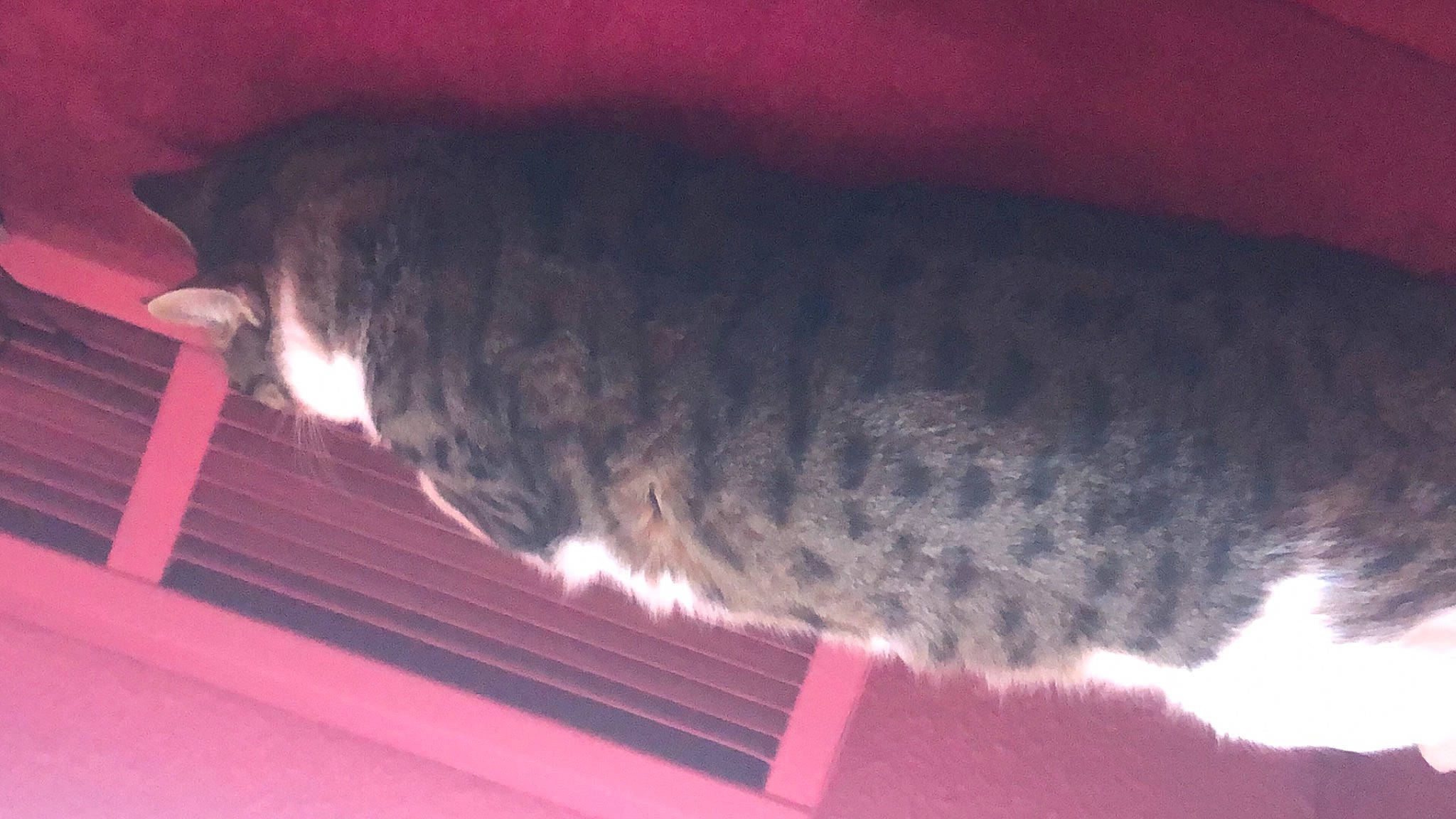 Mistik participe au concours pour gagner de l'argent avec cette photo : carnivore, cat, darkness, domestic_short_haired_cat, felidae, fur, paw, small_to_medium_sized_cats, snout, tail, terrestrial_animal, water, whiskers, window, wood