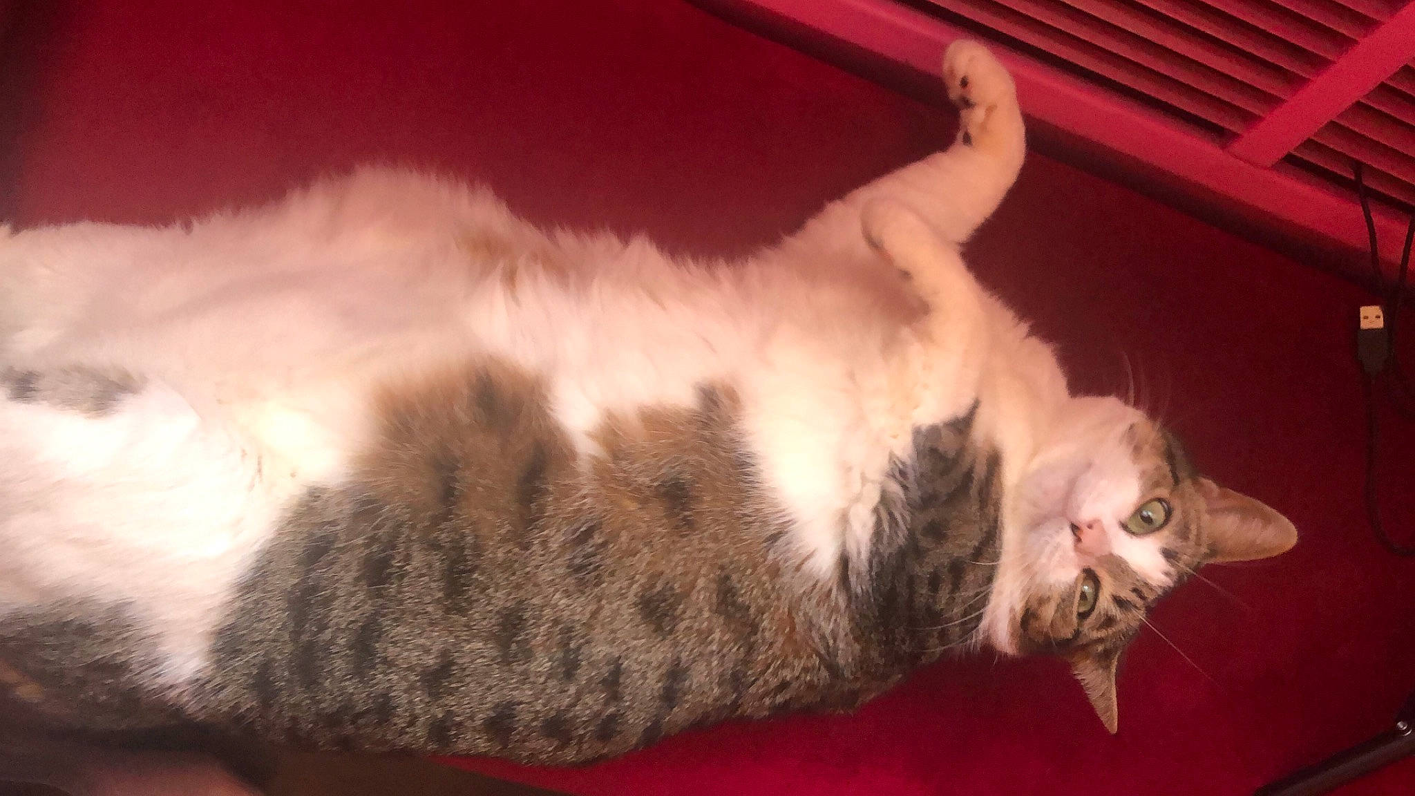 Mistik a rejoint le concours — aidez-le/la à gagner de superbes lots ! carnivore, cat, cat_supply, claw, comfort, darkness, domestic_short_haired_cat, ear, fawn, felidae, fur, nap, paw, room, sleep, small_to_medium_sized_cats, snout, tail, whiskers, wood