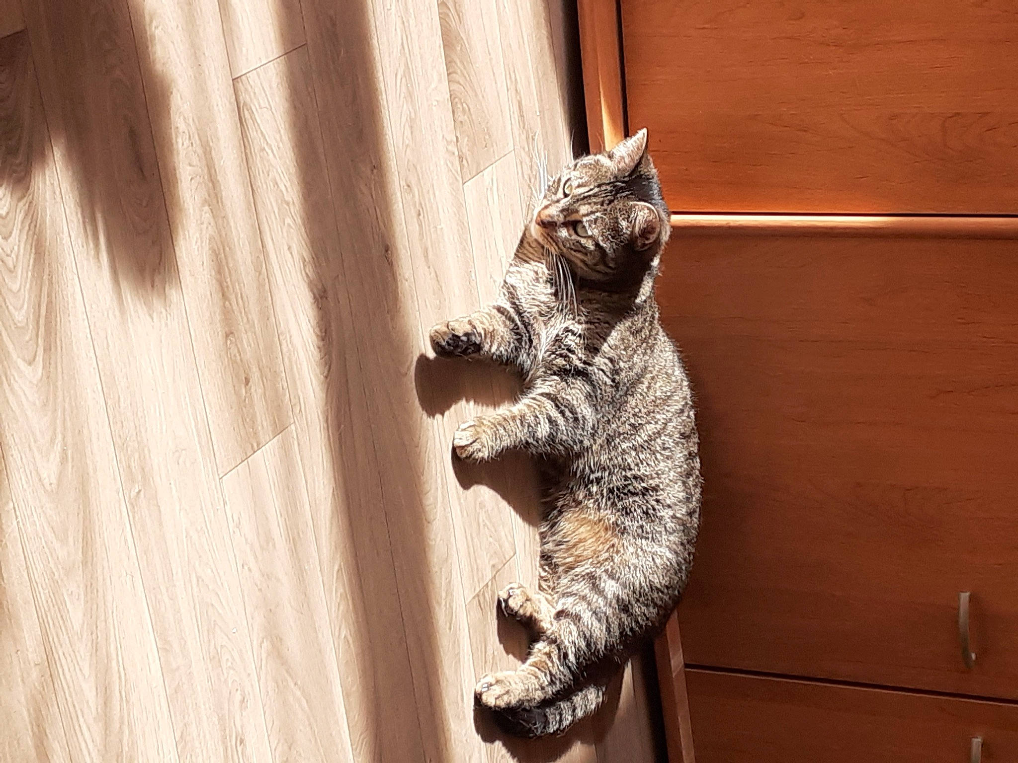 Timon participe au concours pour gagner de l'argent avec cette photo : carnivore, cat, claw, domestic_short_haired_cat, felidae, foot, fur, hardwood, paw, reptile, sitting, small_to_medium_sized_cats, snout, tail, terrestrial_animal, tree, whiskers, wildlife, window, wood