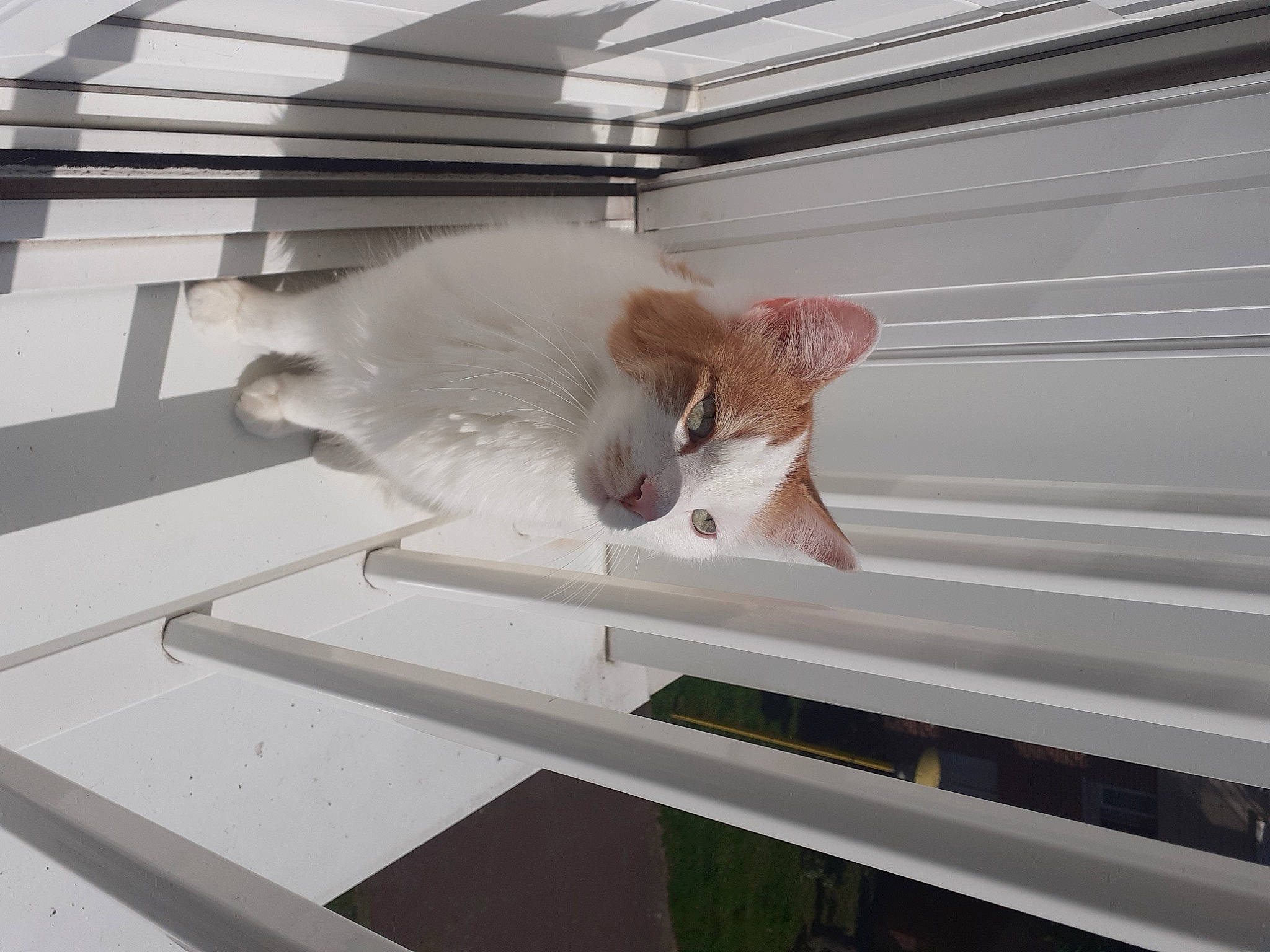 Miou a rejoint le concours — aidez-le/la à gagner de superbes lots ! animal_shelter, cage, carnivore, ceiling, comfort, daylighting, fawn, felidae, fur, metal, pet_supply, roof, room, small_to_medium_sized_cats, snout, steel, tail, whiskers, window_covering, wood