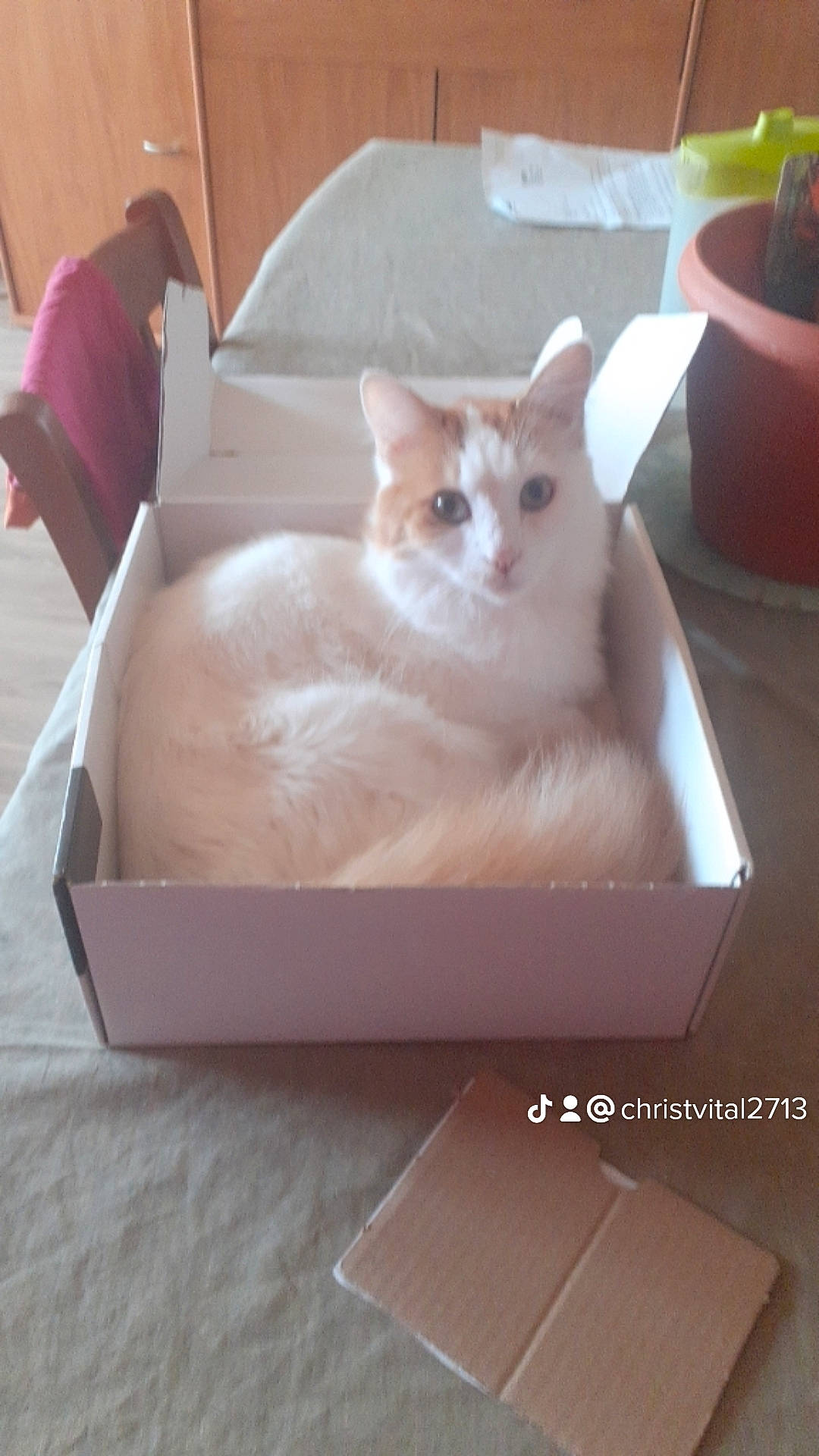 Miou participe au concours pour gagner de l'argent avec cette photo : box, carnivore, cat, cat_supply, comfort, domestic_short_haired_cat, fawn, felidae, flooring, fur, hardwood, houseplant, mixing_bowl, paw, rectangle, serveware, small_to_medium_sized_cats, tableware, tail, whiskers