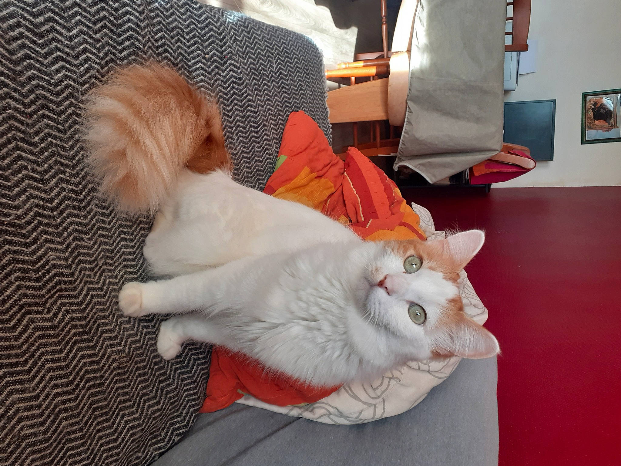 Miou participe au concours pour gagner de l'argent avec cette photo : canidae, carnivore, cat, chair, comfort, companion_dog, dog, dog_breed, domestic_short_haired_cat, fawn, felidae, flooring, fur, paw, picture_frame, small_to_medium_sized_cats, sporting_group, stuffed_toy, tail, whiskers