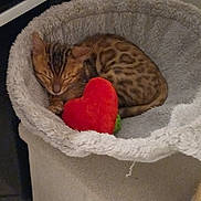 Arley a rejoint le concours — aidez-le/la à gagner de superbes lots ! animal, cat, cat_bed, closeup, comfortable, cozy, cute, domestic, feline, fur, heart_toy, indoor, kitten, nap, pet, resting, sleeping, soft, spotted, young