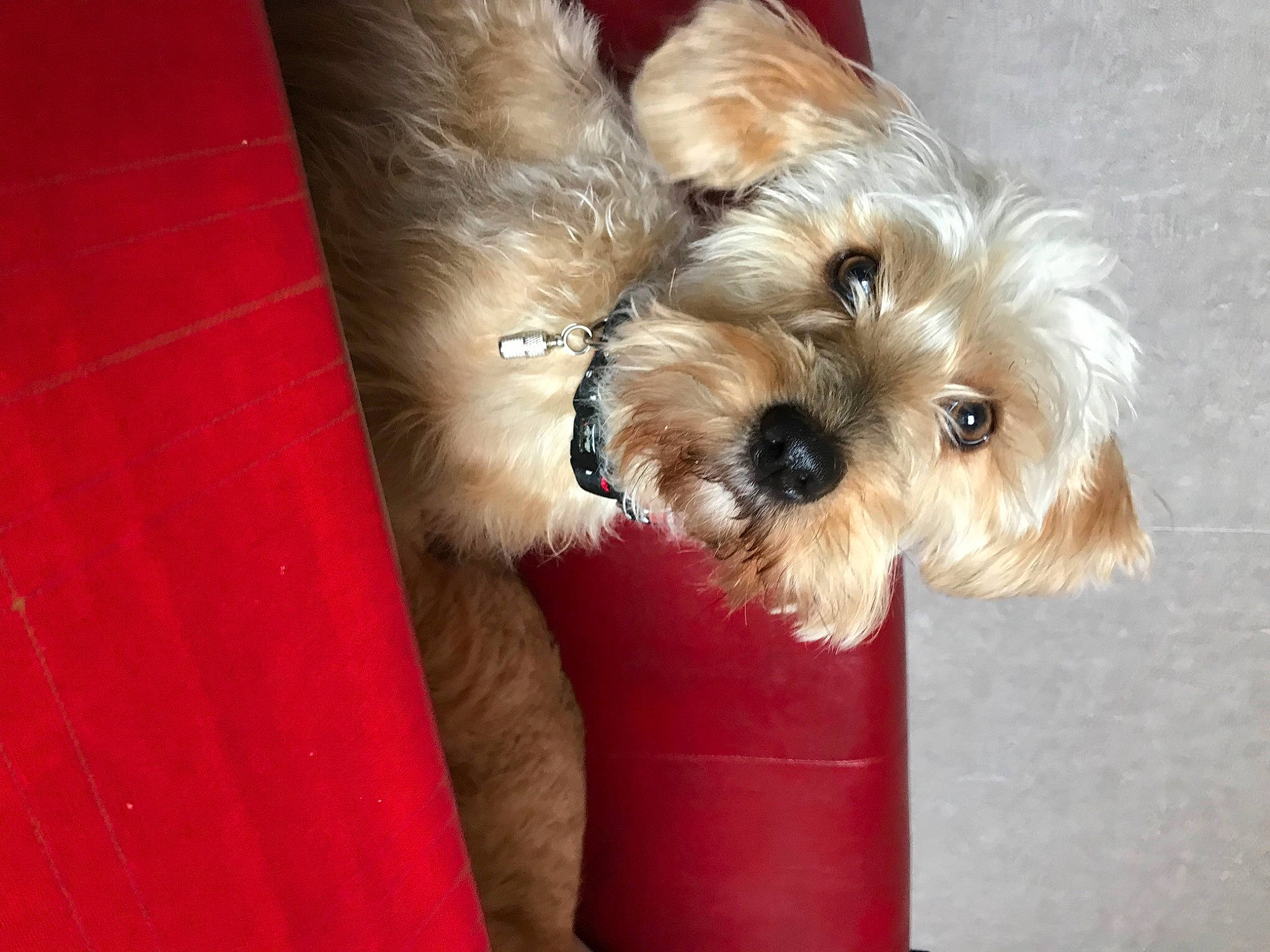 Tomette a rejoint le concours — aidez-le/la à gagner de superbes lots ! biewer_terrier, canidae, carnivore, companion_dog, dog, dog_breed, dog_supply, fawn, flooring, fur, liver, maltepoo, small_terrier, sporting_group, terrier, toy_dog, wood, working_animal, yorkipoo, yorkshire_terrier