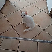 Athena a rejoint le concours — aidez-le/la à gagner de superbes lots ! cat, kitten, white_cat, animal, pet, sitting, looking_at_camera, fluffy, fur, ears, eyes, tail, indoor, tile_floor, floor, home, doorway, metal_strip, cute, portrait