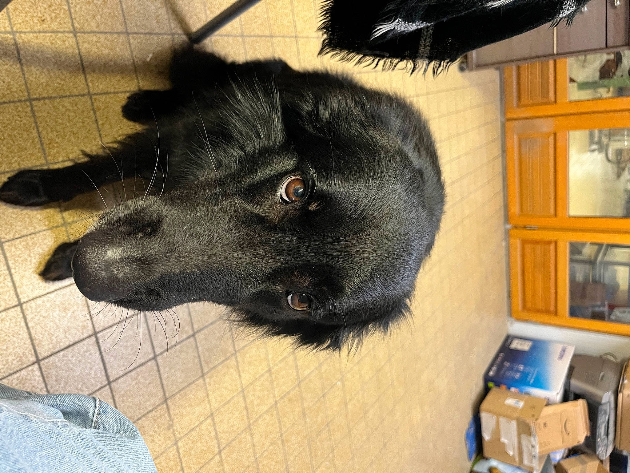 Pacha participe au concours pour gagner de l'argent avec cette photo : borador, canidae, carnivore, companion_dog, dog, dog_breed, ear, flooring, fur, liver, non_sporting_group, pet_supply, snout, sporting_group, working_animal