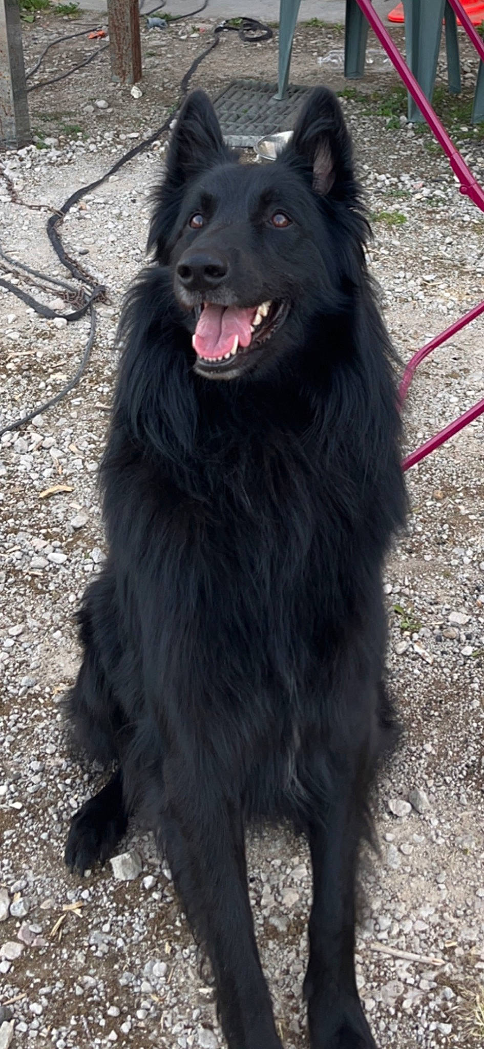 Pacha participe au concours pour gagner de l'argent avec cette photo : canidae, carnivore, companion_dog, dog, dog_breed, fur, gaddi_kutta, giant_dog_breed, guard_dog, herding_dog, newfoundland, snout, sporting_group, terrestrial_animal, tibetan_mastiff, working_animal, working_dog