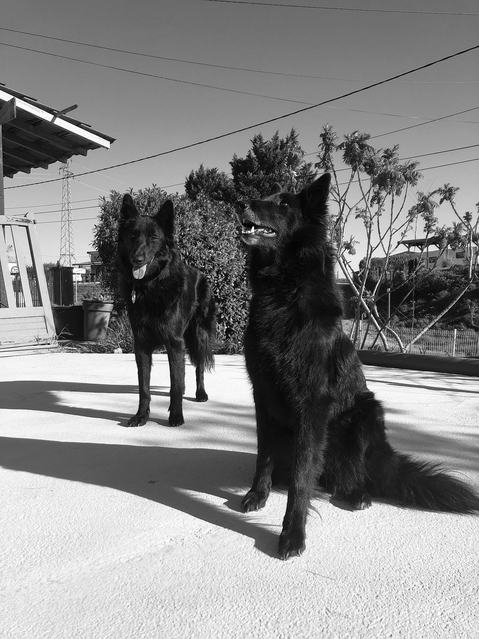 Pacha participe au concours pour gagner de l'argent avec cette photo : black_and_white, carnivore, dog, dog_breed, felidae, fur, gesture, monochrome, monochrome_photography, plant, road, road_surface, sky, small_to_medium_sized_cats, snout, sporting_group, tail, tints_and_shades, tree, working_animal