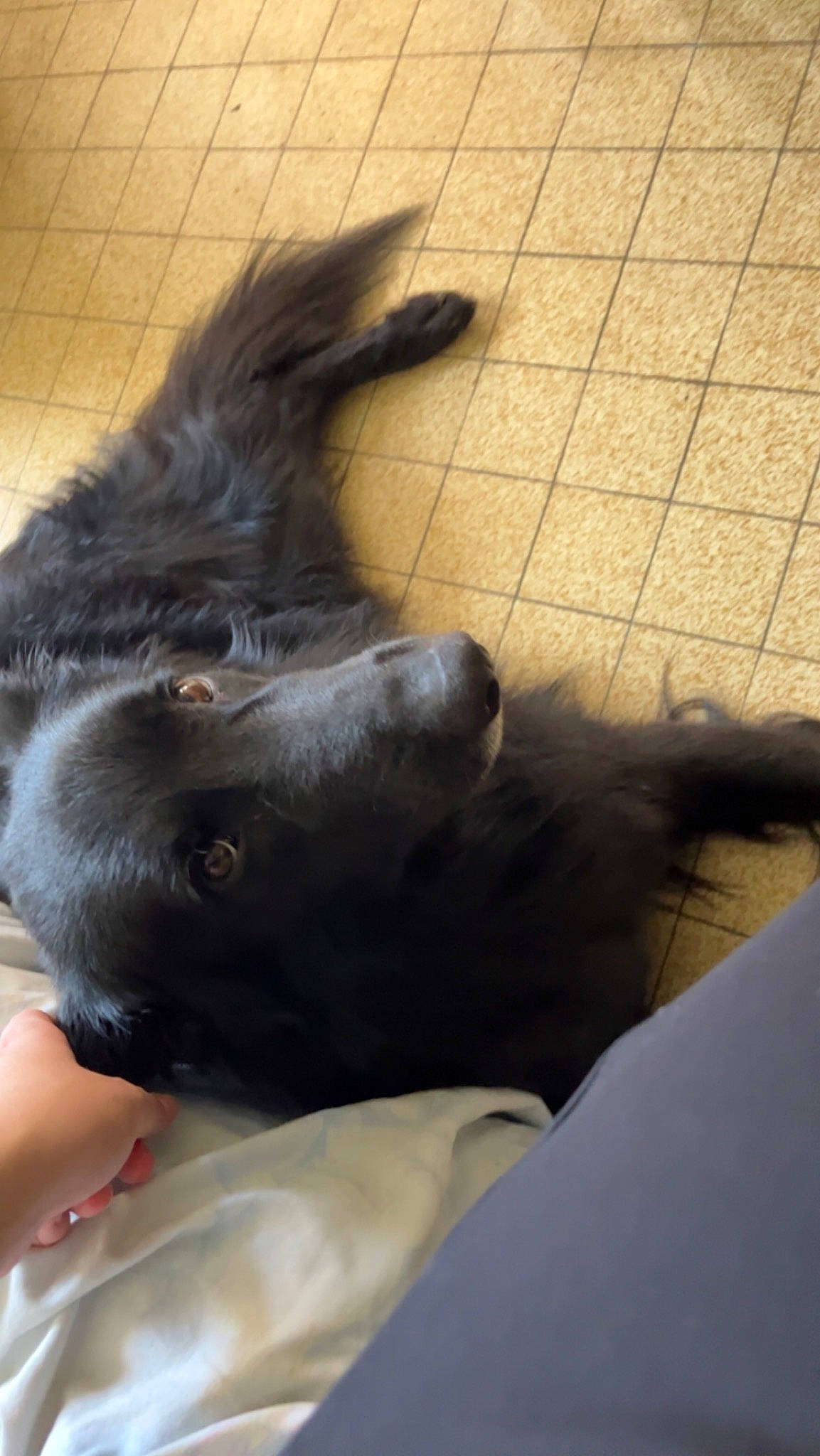 Hades participe au concours pour gagner de l'argent avec cette photo : carnivore, claw, comfort, companion_dog, dog, dog_breed, felidae, flooring, foot, fur, gesture, herding_dog, liver, mammal, paw, small_to_medium_sized_cats, sporting_group, tail, whiskers, working_animal