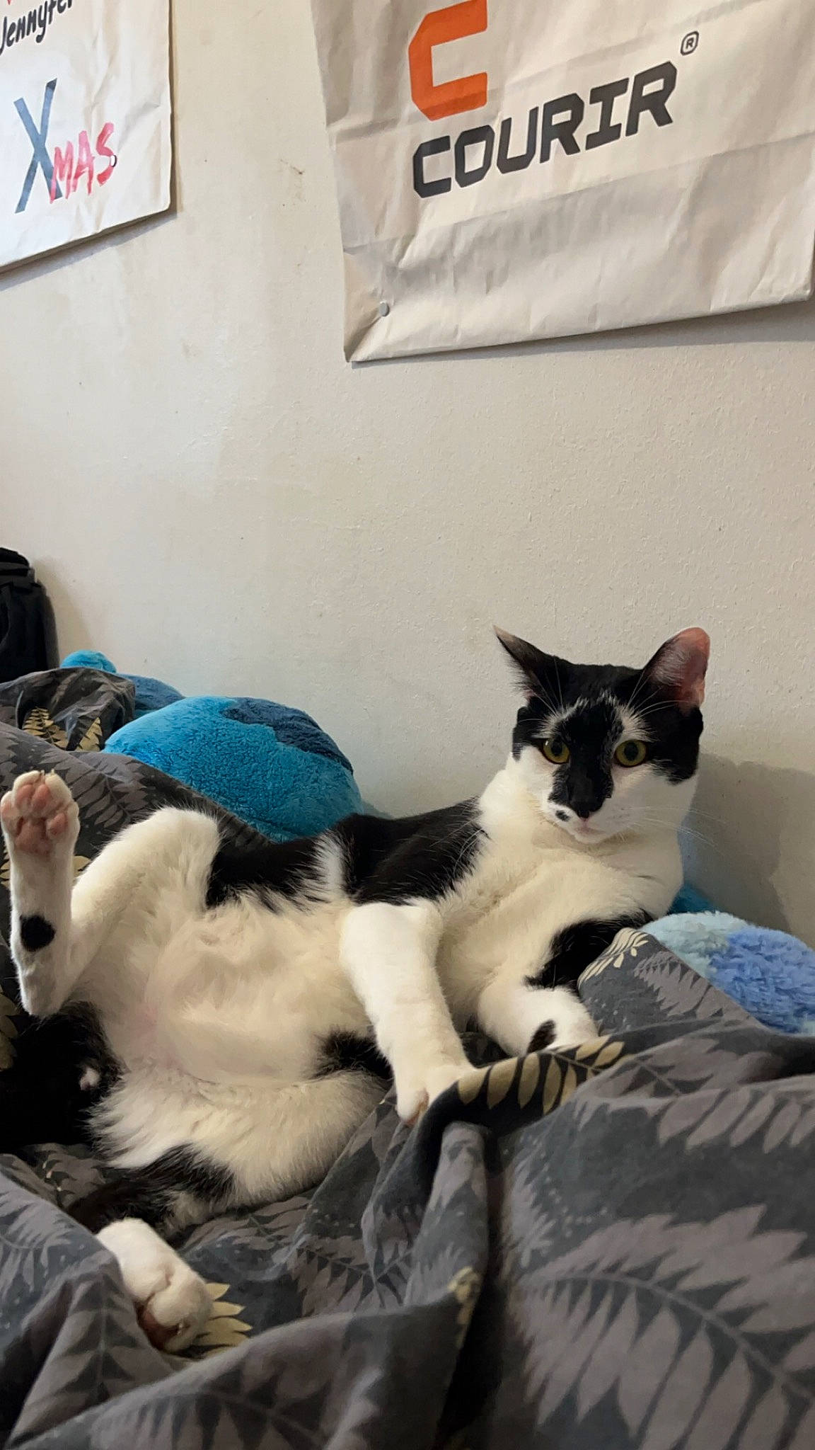 Hades participe au concours pour gagner de l'argent avec cette photo : carnivore, cat, comfort, domestic_short_haired_cat, felidae, fur, linens, logo, nap, paw, room, small_to_medium_sized_cats, tail, whiskers