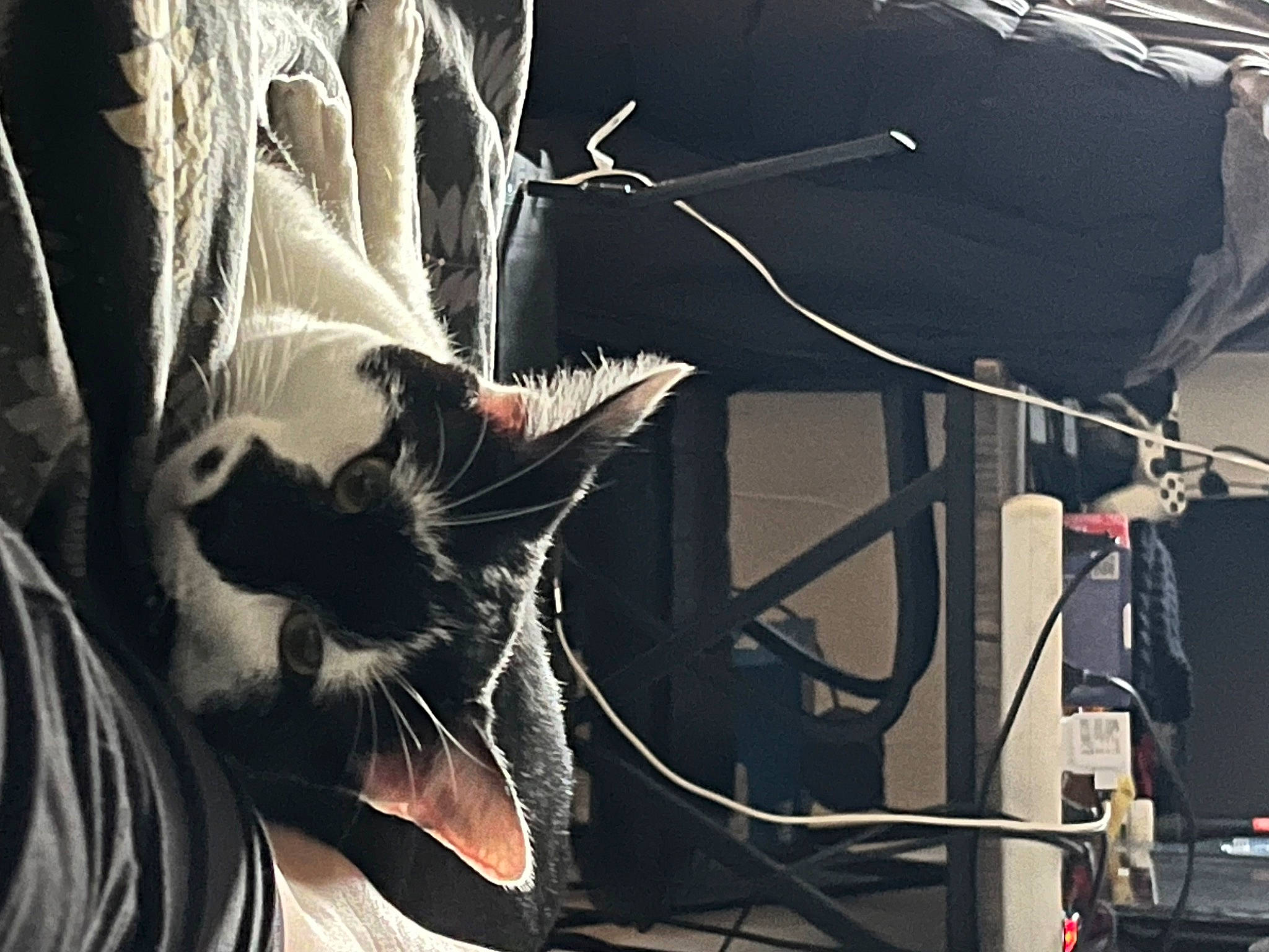 Hades participe au concours pour gagner de l'argent avec cette photo : automotive_lighting, carnivore, cat, comfort, darkness, domestic_short_haired_cat, electrical_wiring, electricity, event, felidae, fender, fur, metal, monochrome, monochrome_photography, small_to_medium_sized_cats, tail, vehicle_door, whiskers, wire