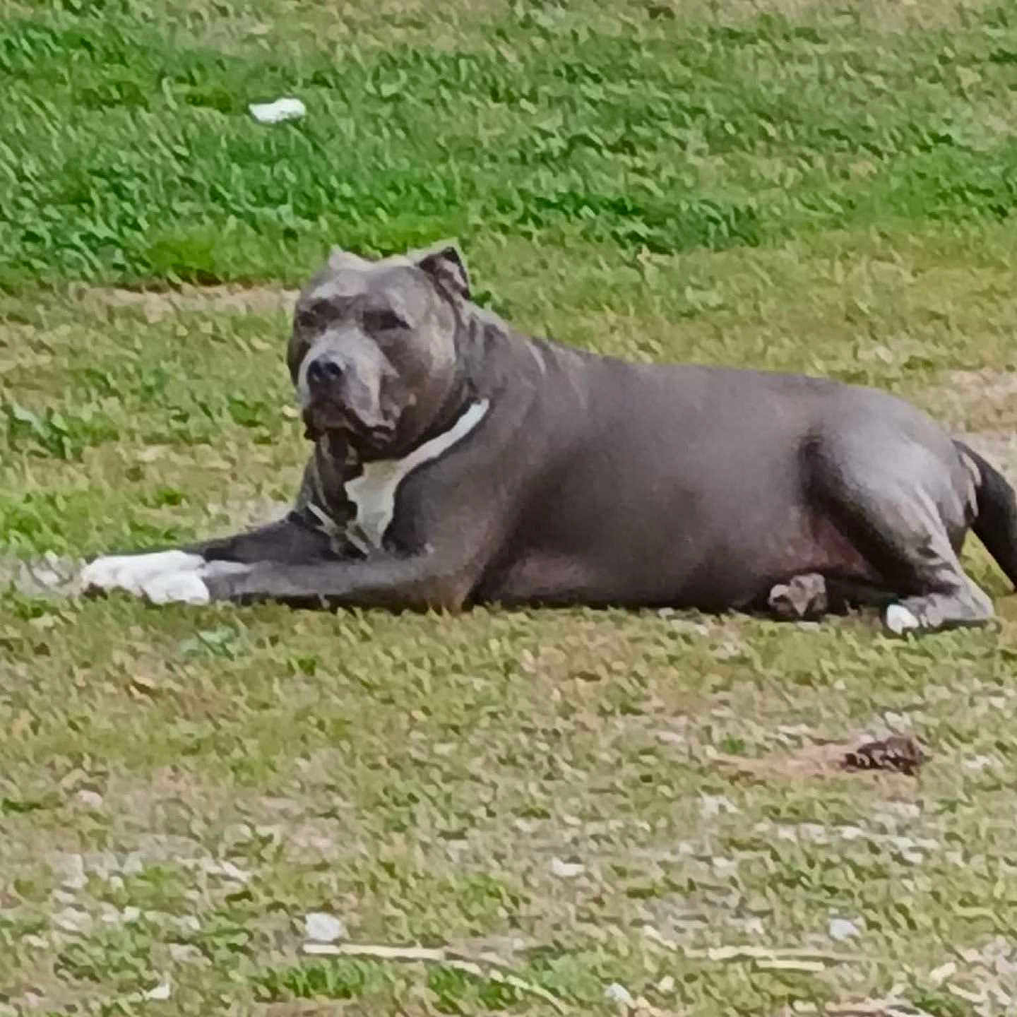 Fkick is registered to the contest to win money with this photo: animal, calm, canine, closeup, collar, daylight, dog, field, fur, grass, gray_dog, lying_down, mammal, nature, outdoor, pet, quiet, relaxing, resting, white_paws