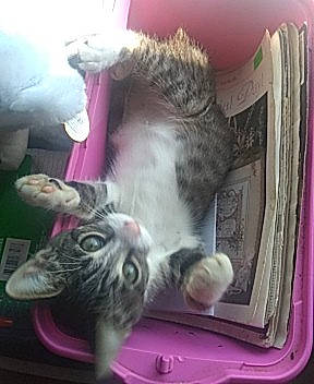 Jasmin is registered to the contest to win money with this photo: american_curl, carnivore, cat, domestic_short_haired_cat, european_shorthair, felidae, kitten, norwegian_forest_cat, polydactyl_cat, small_to_medium_sized_cats, tabby_cat, whiskers