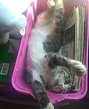 Jasmin is registered to the contest to win money with this photo: american_shorthair, carnivore, cat, egyptian_mau, european_shorthair, felidae, kitten, small_to_medium_sized_cats, tabby_cat, whiskers