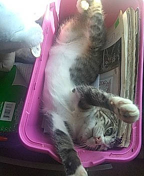 Jasmin is registered to the contest to win money with this photo: american_shorthair, carnivore, cat, egyptian_mau, european_shorthair, felidae, kitten, small_to_medium_sized_cats, tabby_cat, whiskers