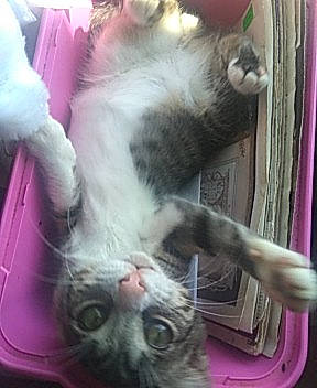 Jasmin joined the competition — help win amazing prizes! american_curl, carnivore, cat, domestic_short_haired_cat, european_shorthair, felidae, kitten, norwegian_forest_cat, oriental_longhair, polydactyl_cat, small_to_medium_sized_cats, whiskers