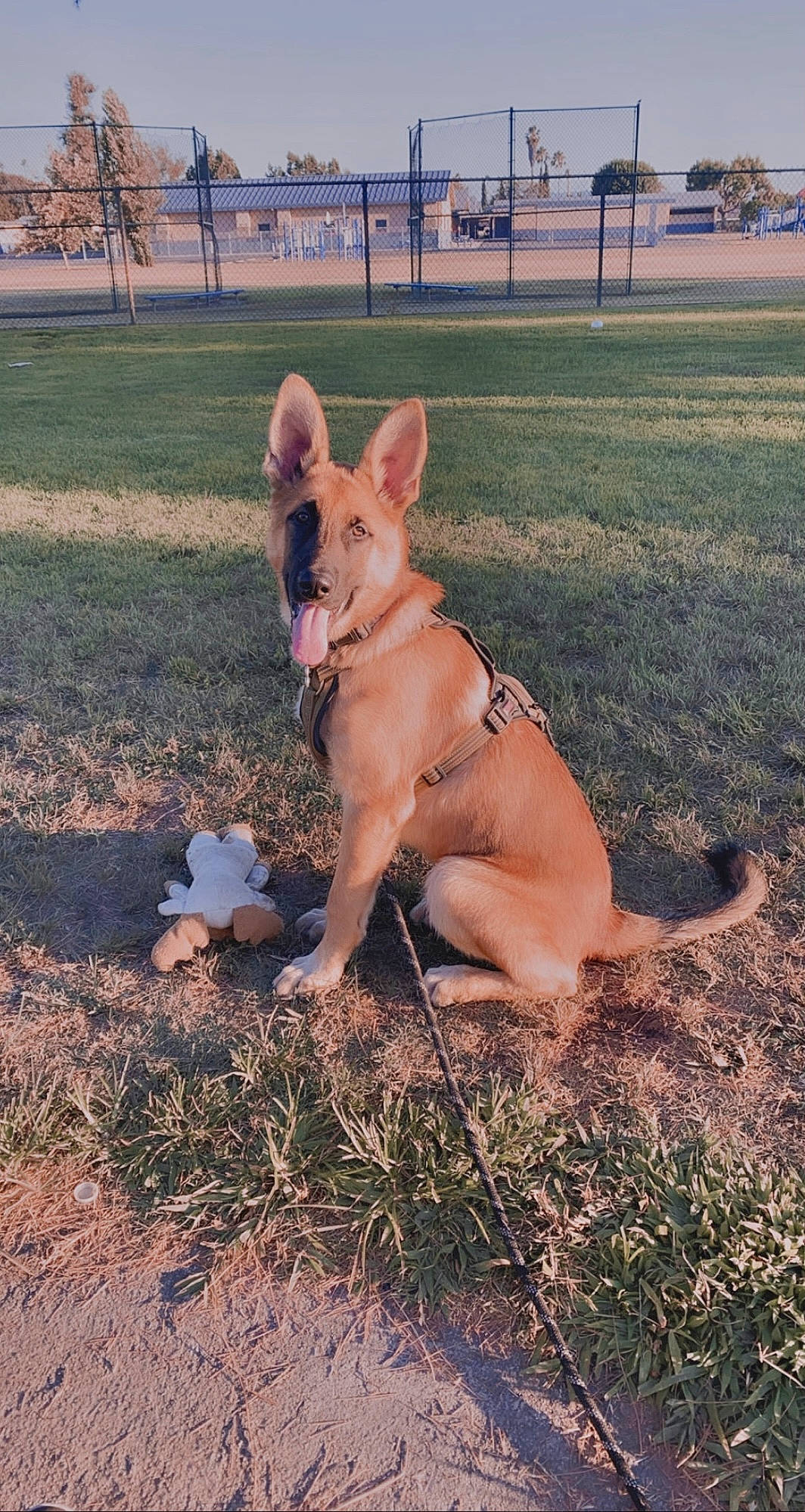 Eris is registered to the contest to win money with this photo: canidae, carnivore, companion_dog, dog, dog_breed, fawn, grass, happy, landscape, non_sporting_group, paw, plant, sitting, sky, snout, soil, sporting_group, tail, terrestrial_animal, working_dog