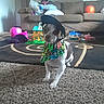 accessory, animal, bandana, cap, carpet, colorful, couch, dog, floor, furniture, home, indoor, living_room, pet, phone_screenshot, playful, portrait, small_dog, snapshot, toys