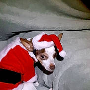 Faith joined the competition — help win amazing prizes! dog, small_dog, santa_claus_outfit, costume, christmas, holiday, blanket, gray_blanket, pet, indoor, portrait, animal, cute, festive, app_interface, phone_screenshot, date_stamp, fur, ears, looking