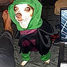 animal, bed, blanket, casual, clothing, cozy, dog, foot, home, hoodie, indoor, laptop, person, pet, relaxed, screen_interface, screenshot, small_dog, snapshot, technology