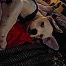 animal, bed, blanket, canine, casual, cozy, curious, dog, domestic, ear, furniture, indoor, looking, paw, pet, red_blanket, relaxing, resting, soft_light, white_dog