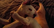 Tonto joined the competition — help win amazing prizes! animal, bed, blurred, casual, clutter, cozy, dog, dresser, furniture, indoor, legs, low_light, person, pet, playing, relaxed, room, socks, television, white_dog