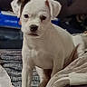 Tonto is registered to the contest to win money with this photo: animal, blanket, brown_patch, companion, cozy, curious, cute, dog, domestic_animal, ears, fur, indoor, looking, nose, pet, puppy, sitting, soft_fabric, white_dog, young_dog