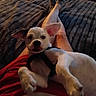 Tonto joined the competition — help win amazing prizes! animal, bed, blanket, casual, companion, cozy, cute, dog, ears, harness, home, indoor, lap, legs, person, pet, puppy, relaxing, resting, striped_bedding