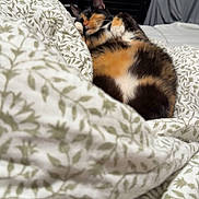 Lucky is registered to the contest to win money with this photo: cat, calico_cat, pet, sleeping, bed, blanket, floral_pattern, cozy, indoor, feline, paw, whiskers, fur, bedroom, duvet, nightstand, curtain, relaxed, close_up, domestic