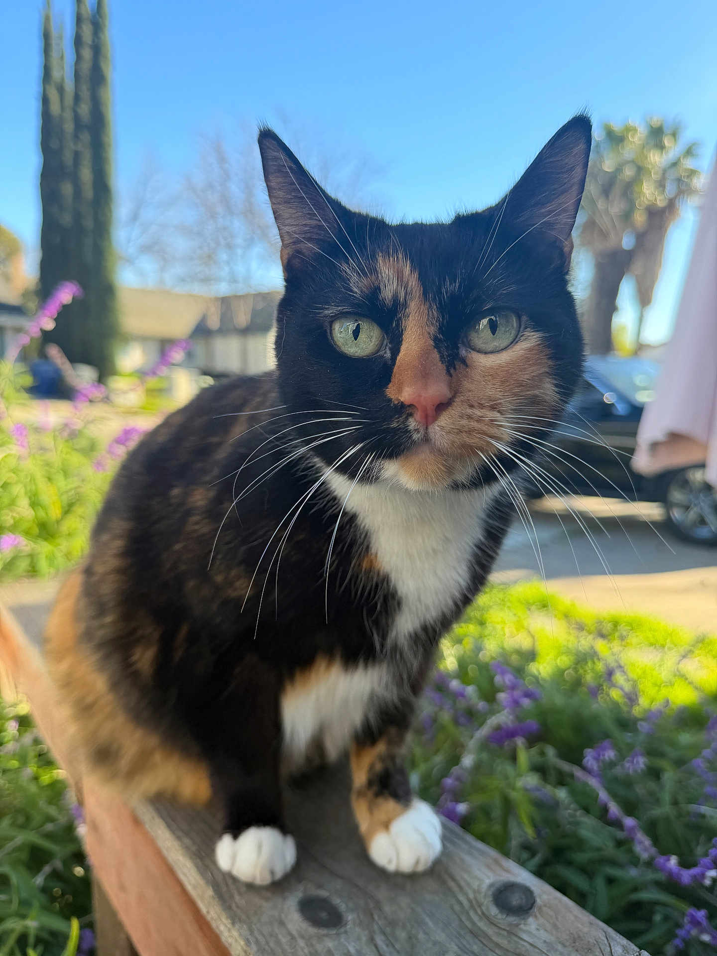 Lucky is registered to the contest to win money with this photo: cat, calico, calico_cat, pet, whiskers, green_eyes, outdoor, garden, flowers, lavender, wooden_rail, paws, closeup, portrait, sunlight, ears, nose, fur, grass, residential