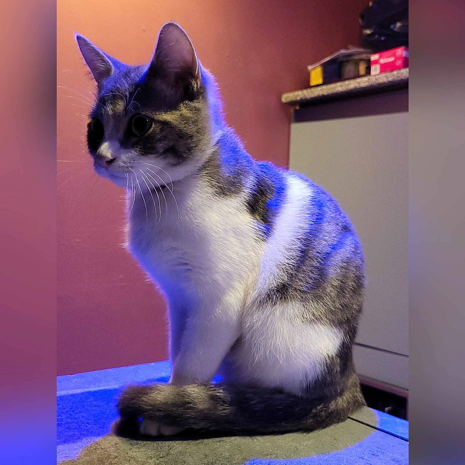 Milo participe au concours pour gagner de l'argent avec cette photo : abyssinian, animal, blackcat, bookcase, cat, closet, cupboard, furniture, kitten, manx, pet, shelf, siamese