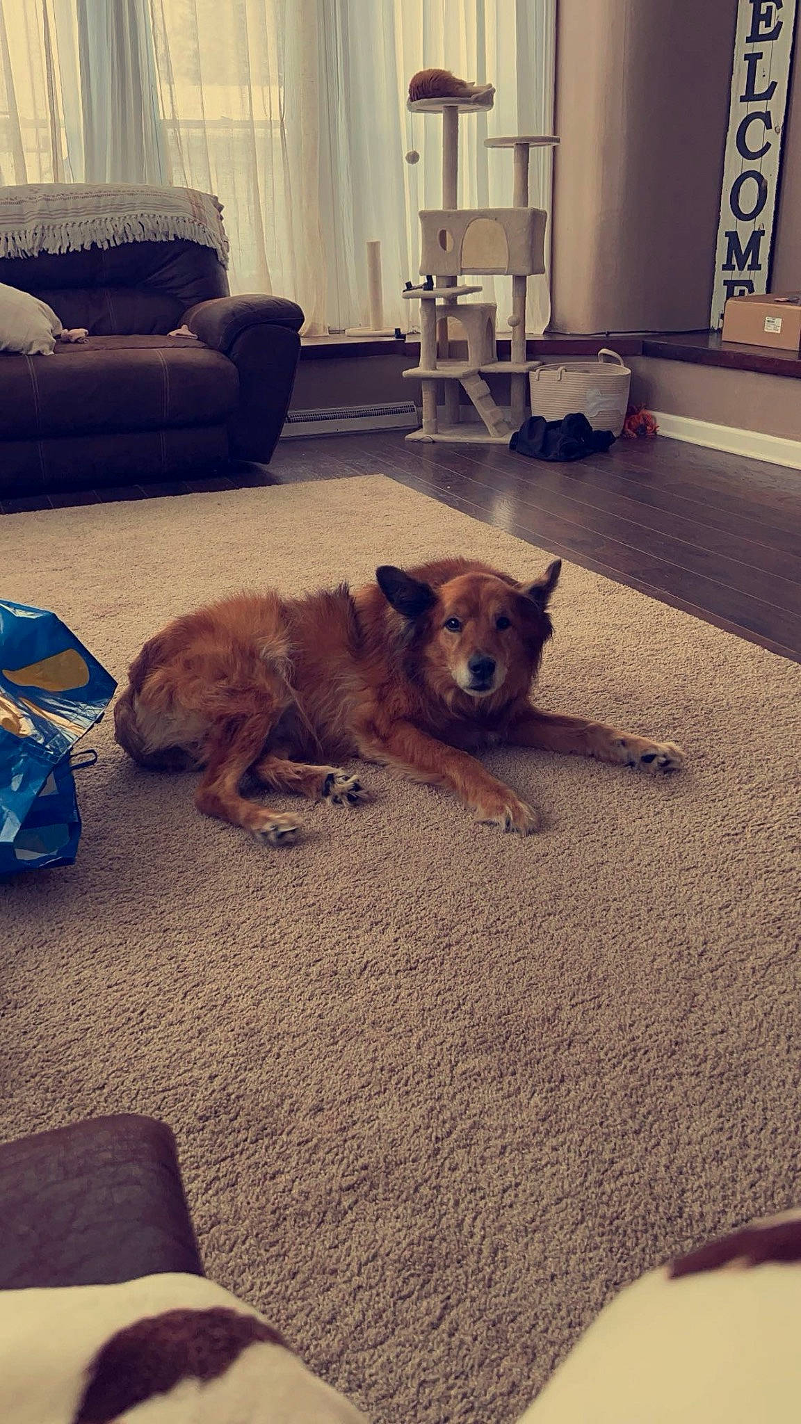 Murd joined the competition — help win amazing prizes! carnivore, cloud, comfort, companion_dog, couch, dog, dog_breed, fawn, floor, flooring, hardwood, interior_design, light, morning, room, snout, tail, tints_and_shades, wood, working_animal