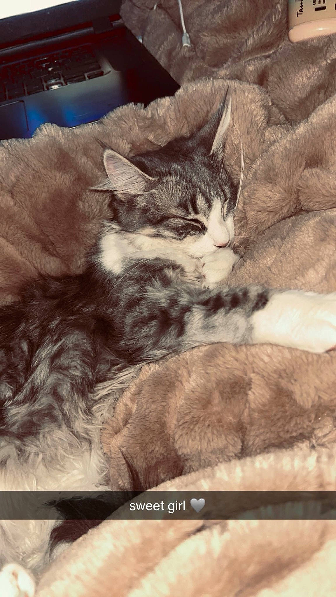 Mew Mew joined the competition — help win amazing prizes! art, carnivore, cat, claw, comfort, domestic_short_haired_cat, felidae, fur, input_device, nap, paw, photo_caption, small_to_medium_sized_cats, tail, whiskers