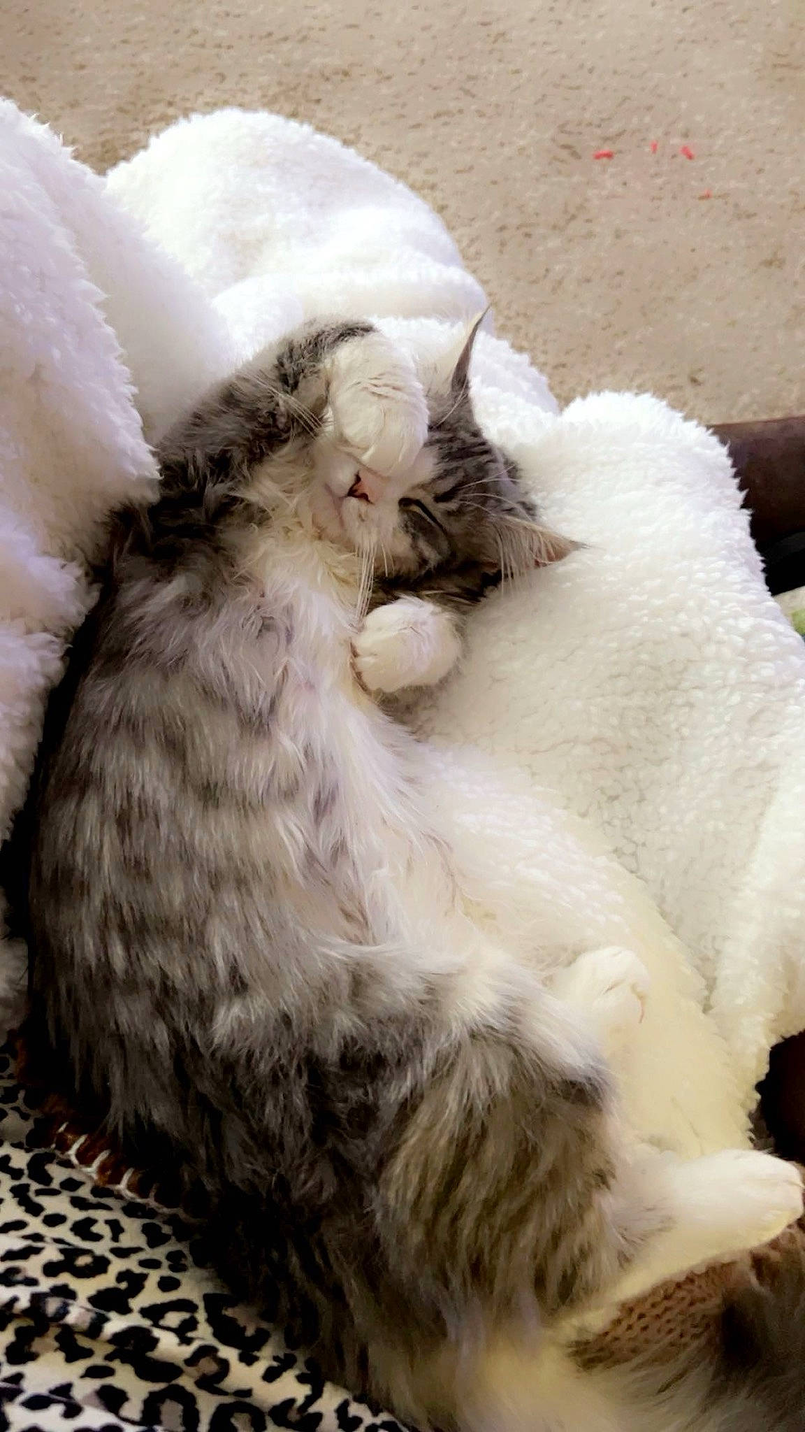 Mew Mew joined the competition — help win amazing prizes! carnivore, cat, claw, comfort, domestic_short_haired_cat, felidae, fur, nap, paw, sleep, small_to_medium_sized_cats, snout, tail, terrestrial_animal, whiskers, white