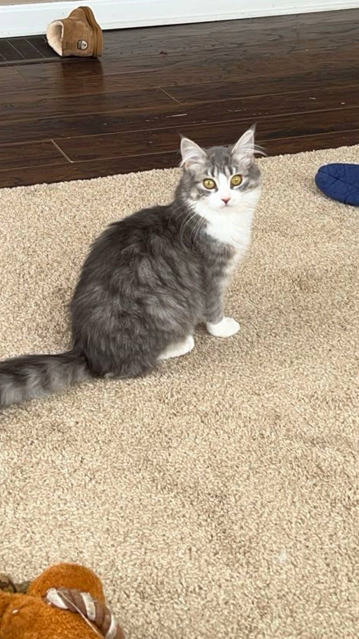 Mew Mew is registered to the contest to win money with this photo: asphalt, carnivore, cat, domestic_short_haired_cat, felidae, floor, flooring, fur, grass, grey, paw, plant, road_surface, shadow, sitting, small_to_medium_sized_cats, soil, tail, whiskers, wood