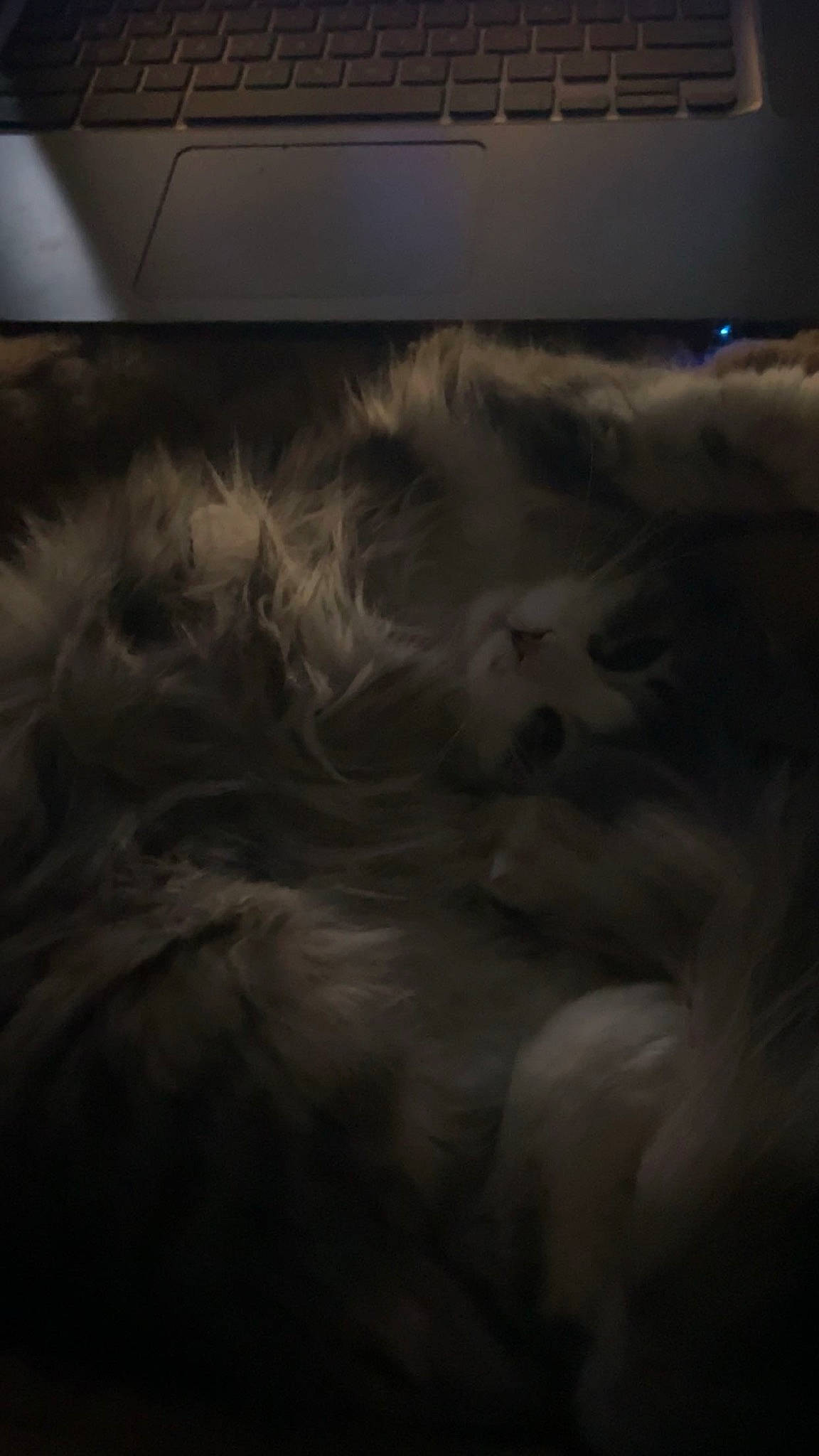 Mew Mew joined the competition — help win amazing prizes! automotive_exterior, automotive_tire, cloud, cumulus, darkness, evening, flooring, fur, grey, horizon, landscape, meteorological_phenomenon, monochrome_photography, sky, tints_and_shades, tree, wind, wind_wave, wing, wood