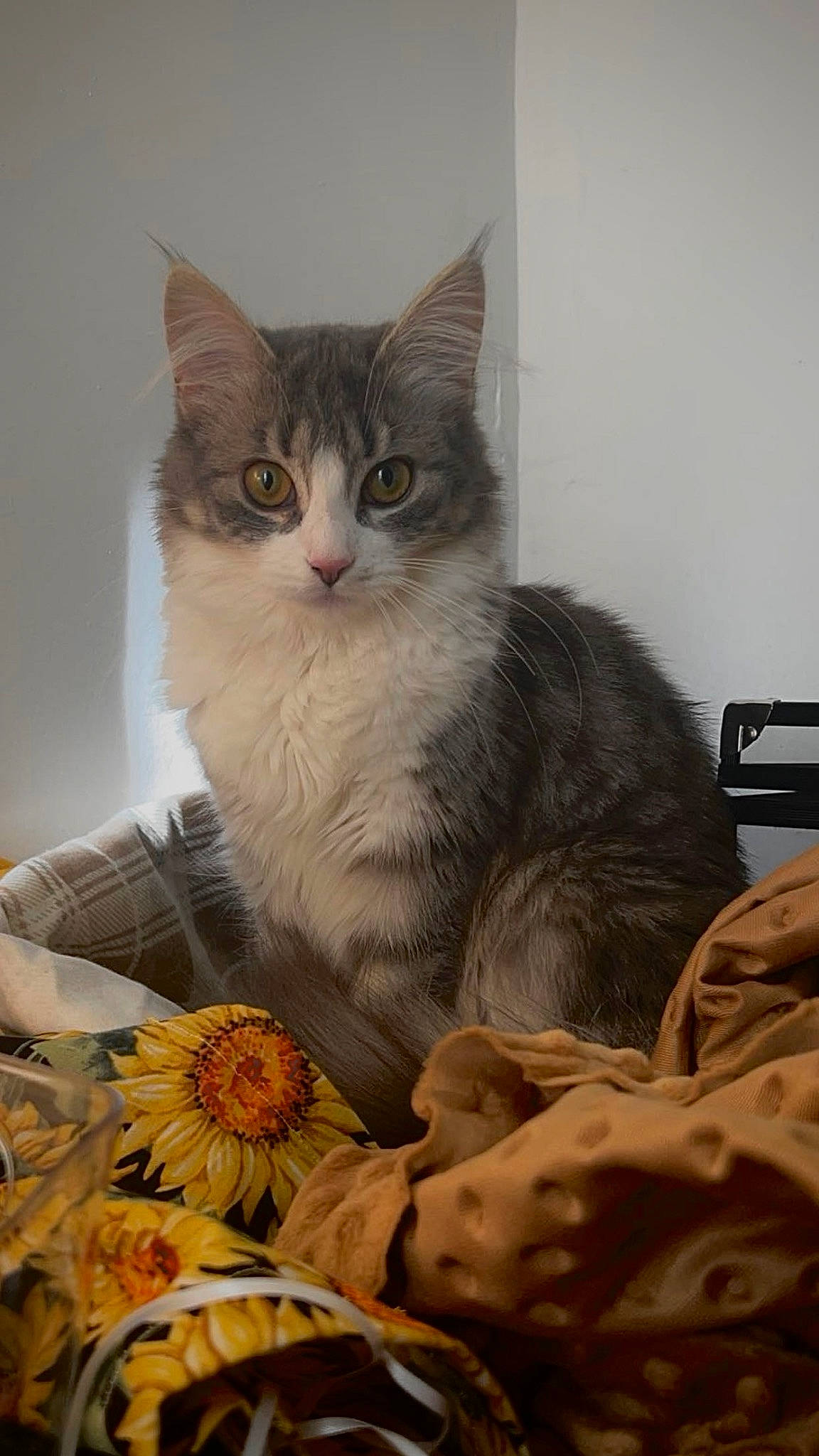 Mew Mew is registered to the contest to win money with this photo: art, bed, box, carnivore, cat, cat_supply, comfort, domestic_short_haired_cat, door, fawn, felidae, fur, linens, paw, room, small_to_medium_sized_cats, sunflower, tail, whiskers, window